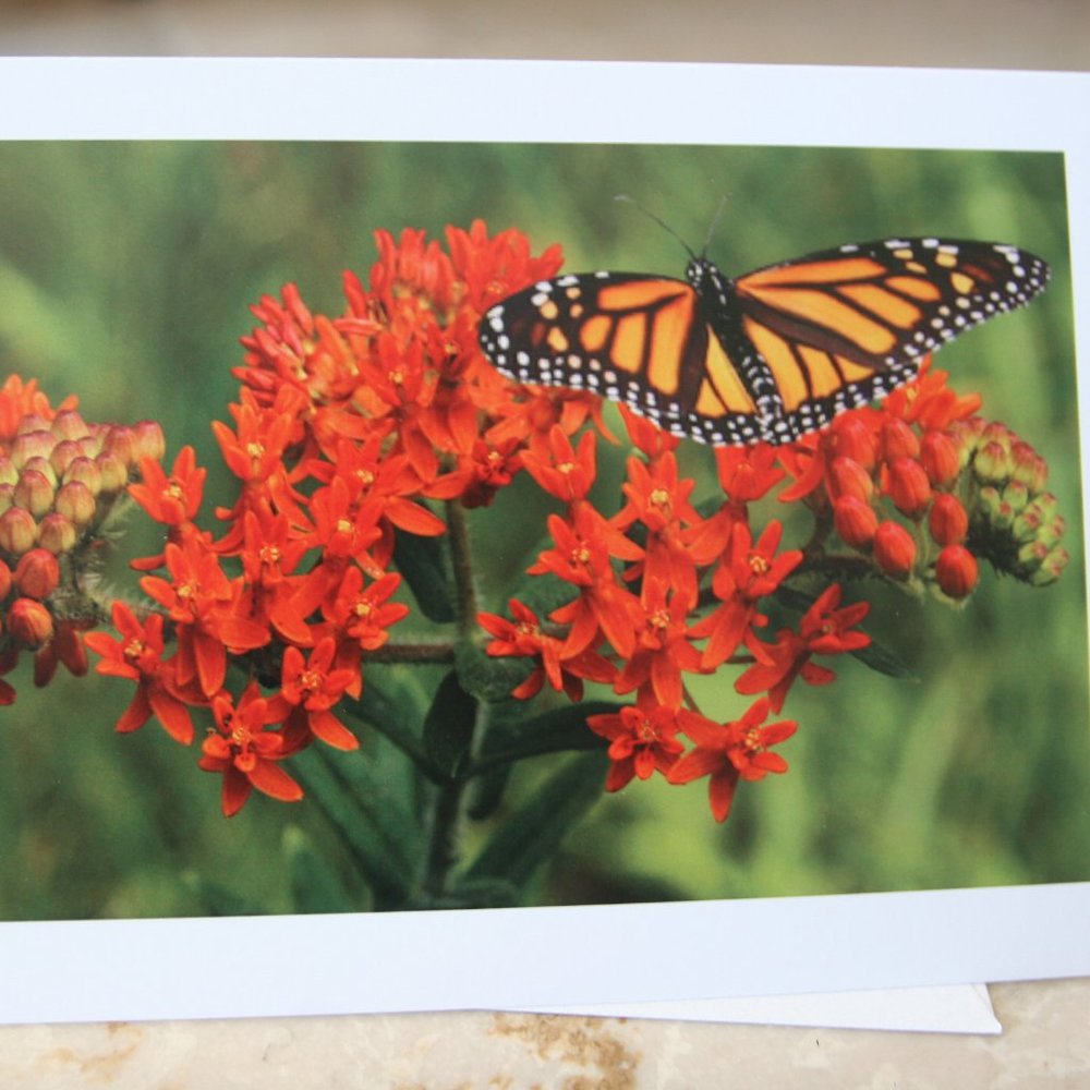 30 Monarch butterfly greeting cards for any reason, any season
